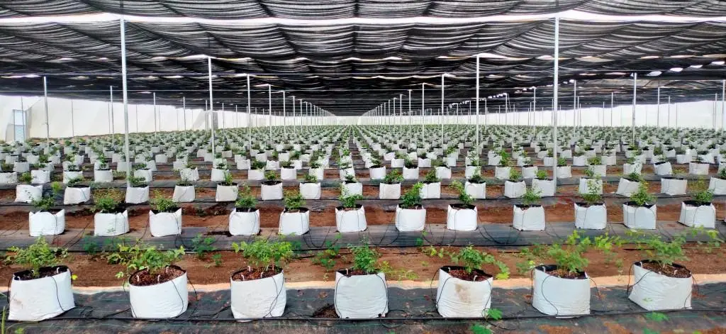 Mahyco Seeds